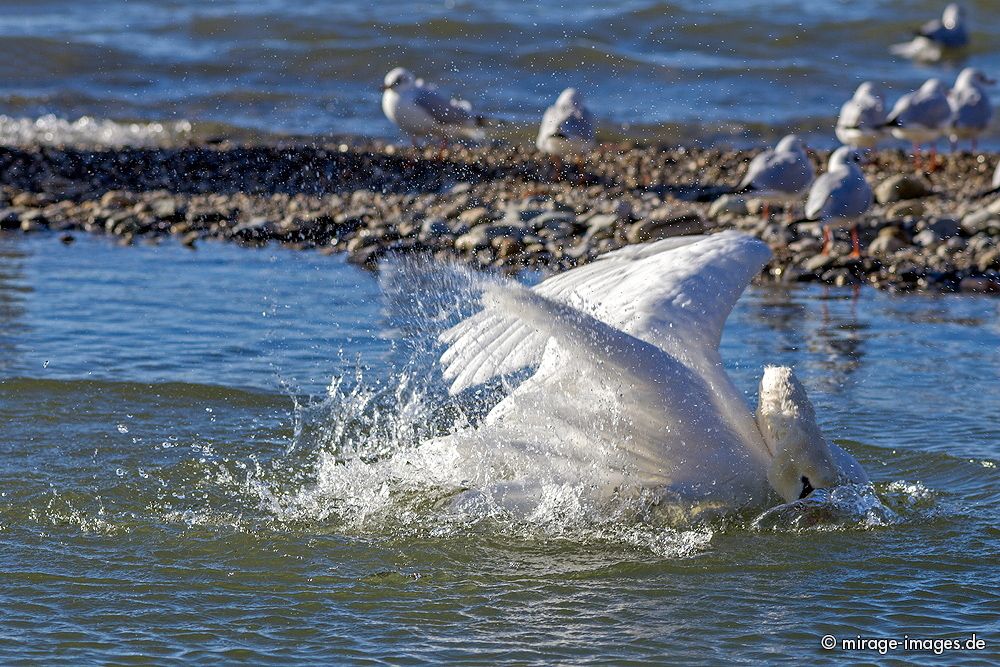 Swan of Lac Léman
Lausanne
