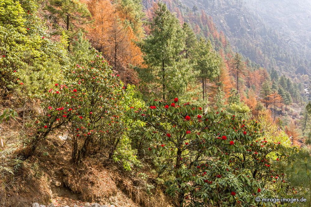 Rhododendron - forest
Sagarmatha National Park
