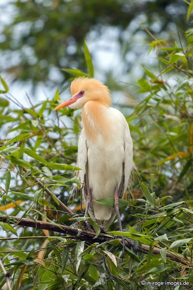 Kuhreiher - Bubulcus ibis - at Phewa Lake
Pokhara
Schlüsselwörter: animals1