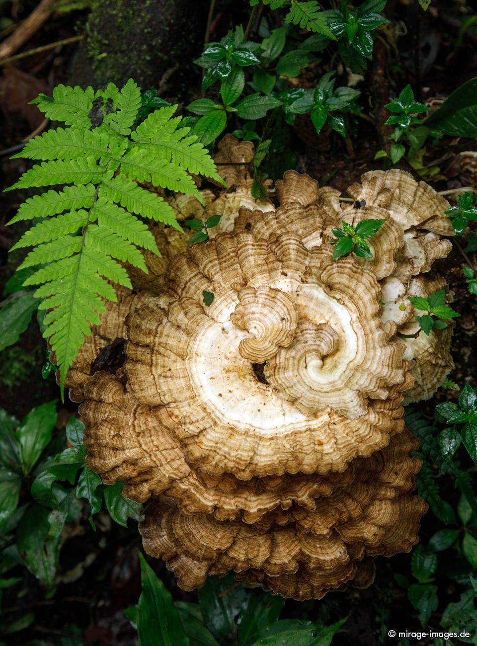 Champignon
Guanacaste Selvatura Park
